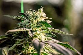 Discovering the Benefits of Lowryder Autoflower