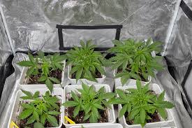 Discovering the Benefits of Lowryder Autoflower